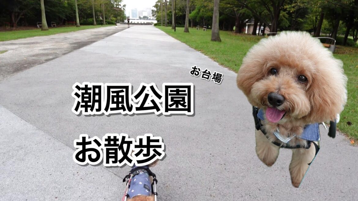 【トイプードル】海が見える公園のお散歩が楽しかった