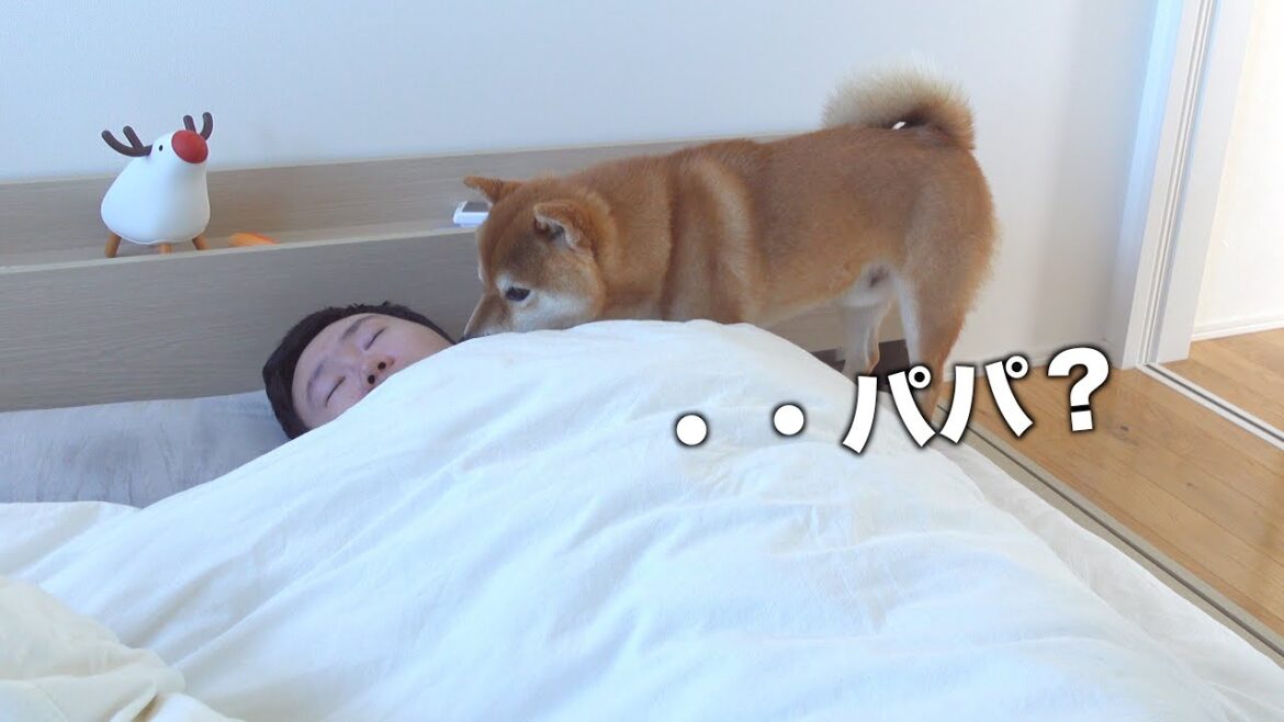パパの異変に真っ先に気づいた柴犬ハチ。何時間も隣で支えてくれました。