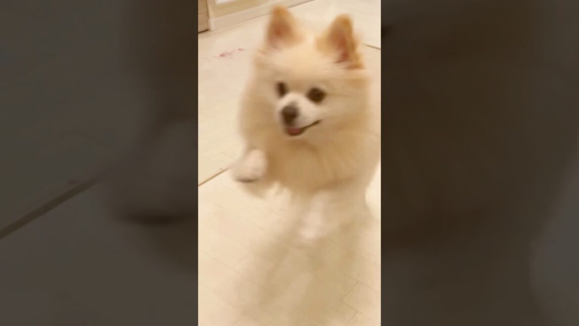 魅力詰め込み注意！犬　shortsポメラニアン