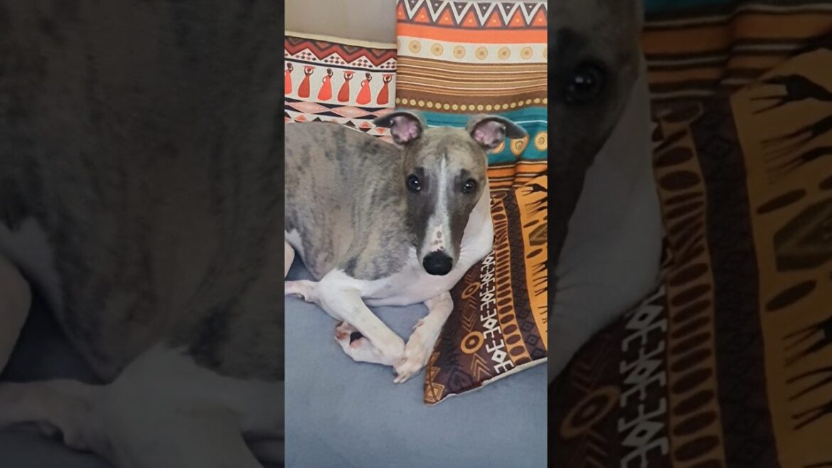 What Makes Happy Dog Sad?