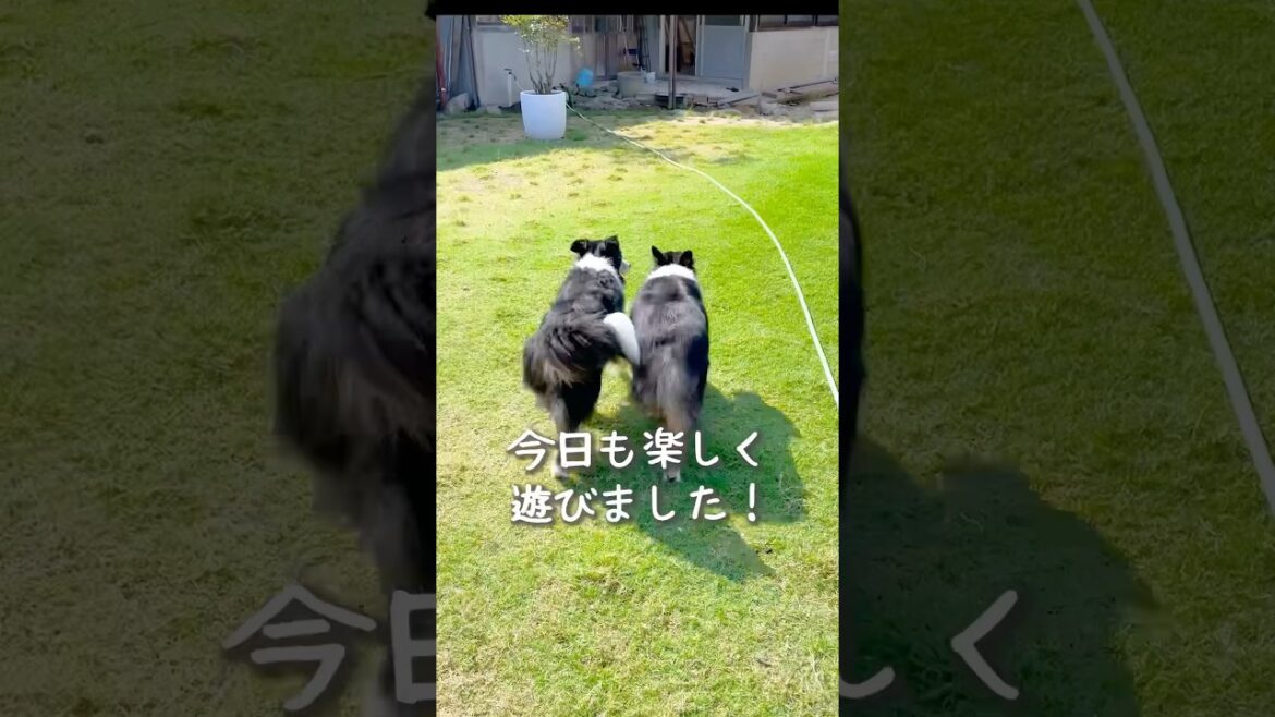 仲良く走って遊ぶ愛犬たちが可愛い#ボーダーコリー #オーストラリアンシェパード