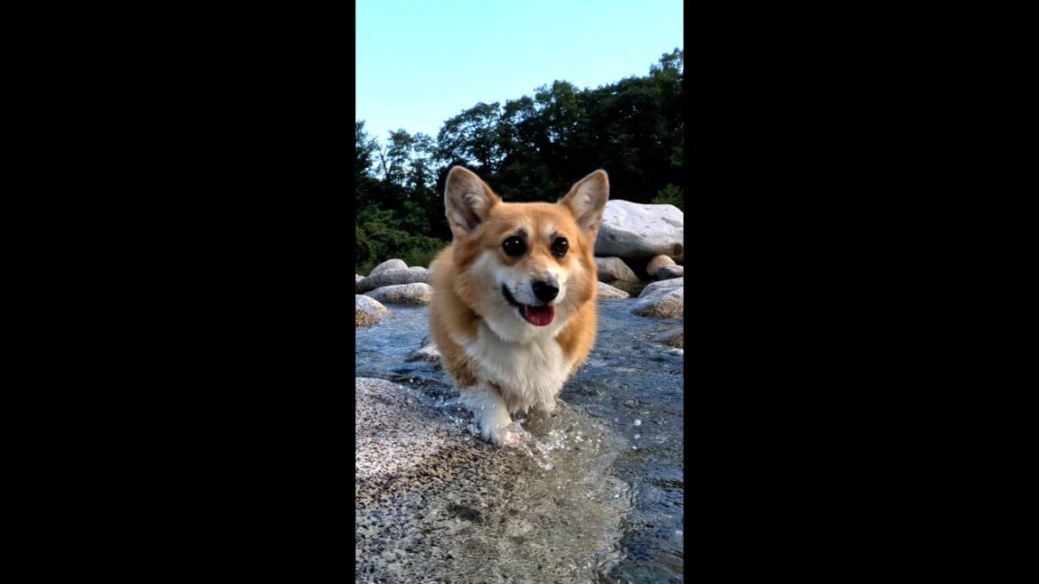 川で気持ち良さそうに過ごすコーギー / A corgi having a good time in the river #shorts