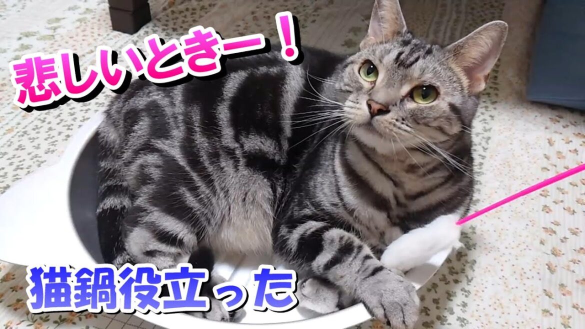 悲しい時ー!9月下旬の猫(アメリカンショートヘア) 悲しい時ー!9月下旬の猫(アメリカンショートヘア)
