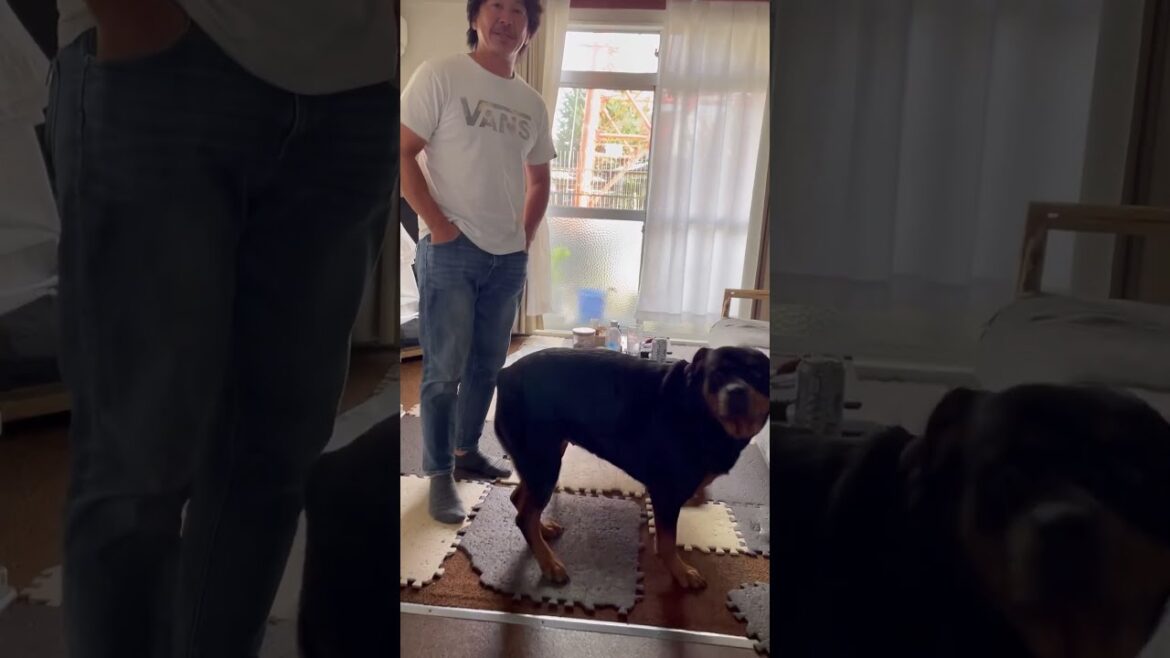 謎の動きのパパを見てテンションぶち上がるロットワイラー【爆笑動画】