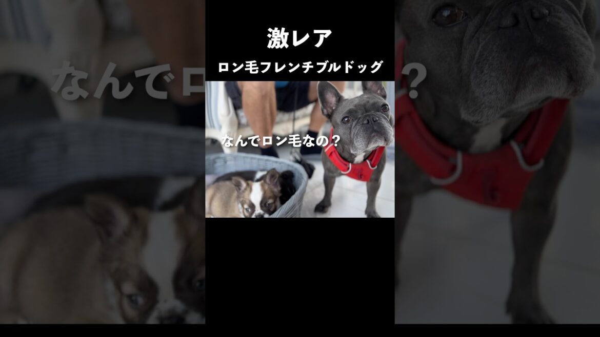 【激レア】ロン毛のフレンチブルドッグの子犬