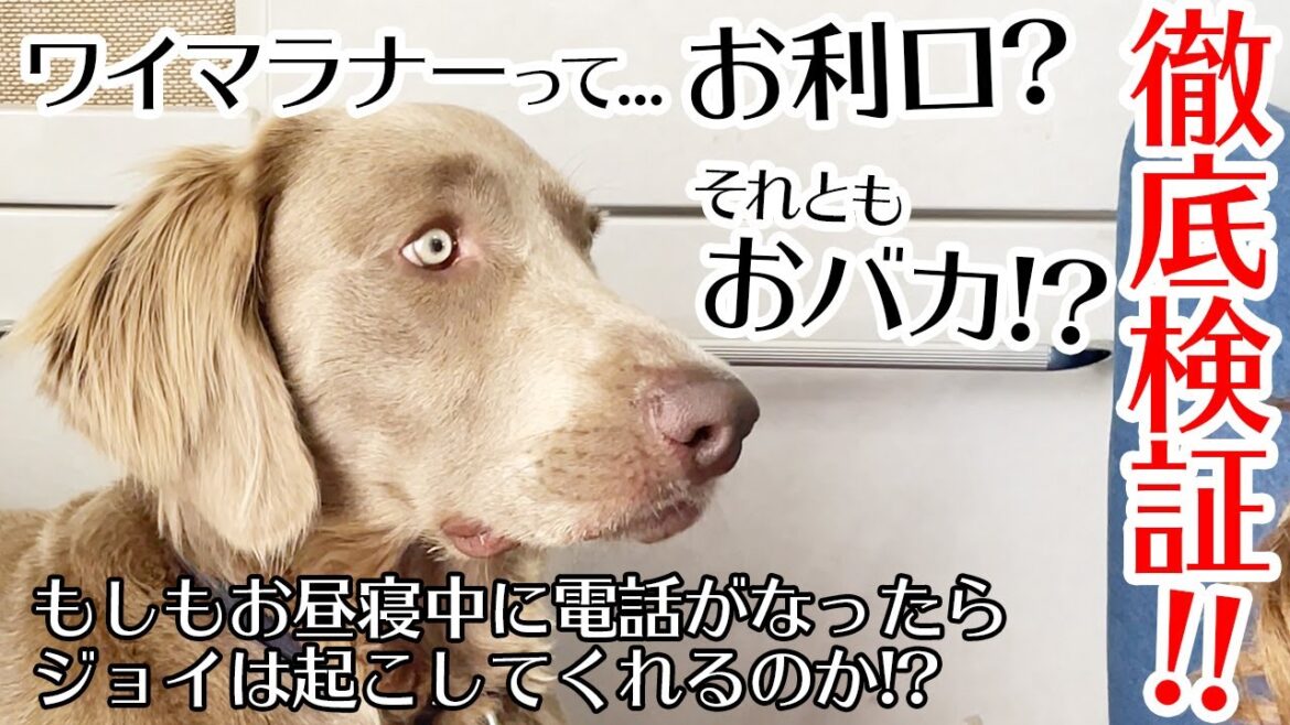 【犬ってホントにお利口？】もしもお昼寝中に電話がなったら我が愛犬は起こしてくれるのか！？おバカかお利口かの大実験！！