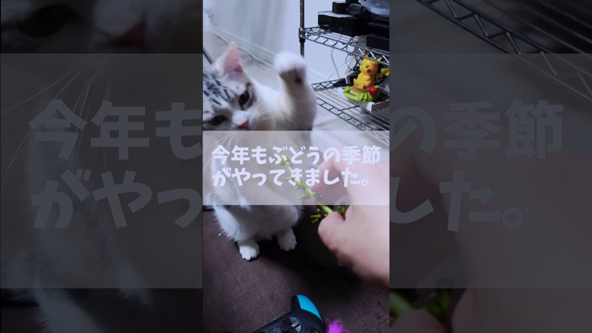 今年もぶどうの季節がやってきました。ぶどうの房に猫パンチしてしまう猫 #cat #猫パンチ #猫のいる暮らし