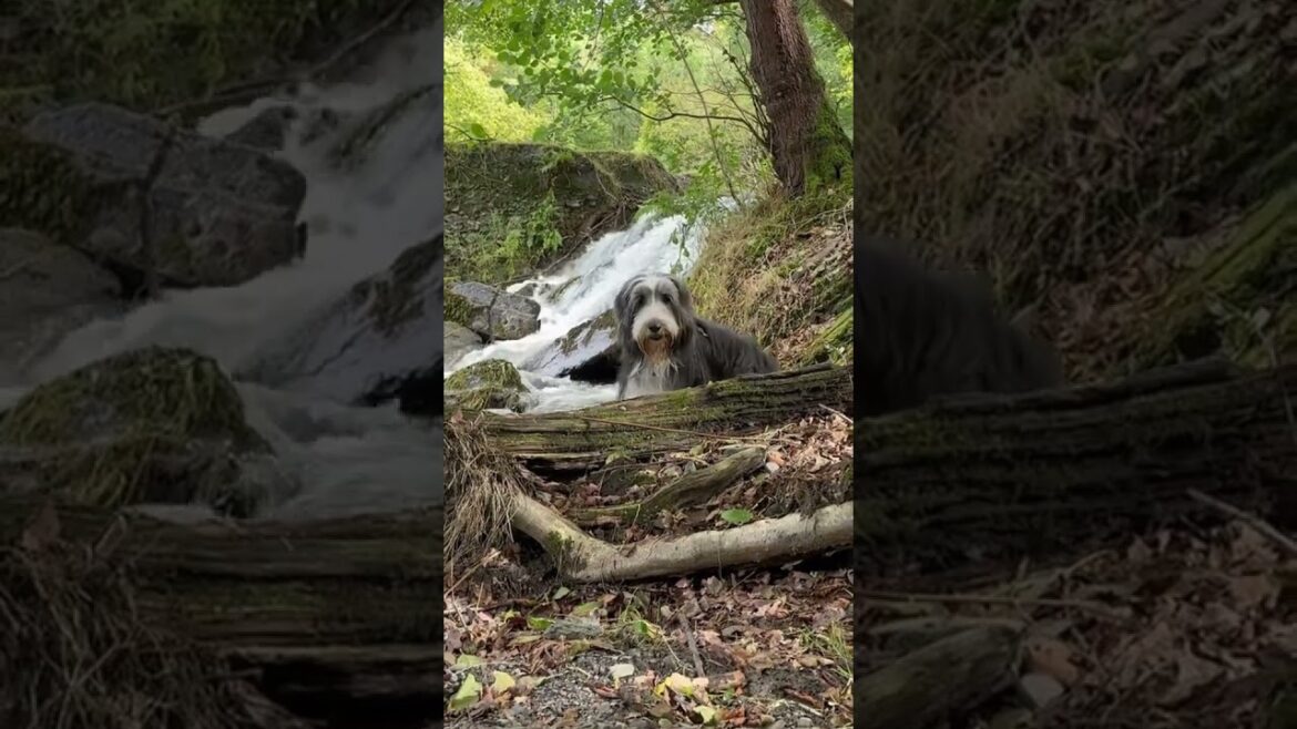 🐕Our friendship! #caninefriends #beardedcollie #happydoglife #shorts #dogshorts