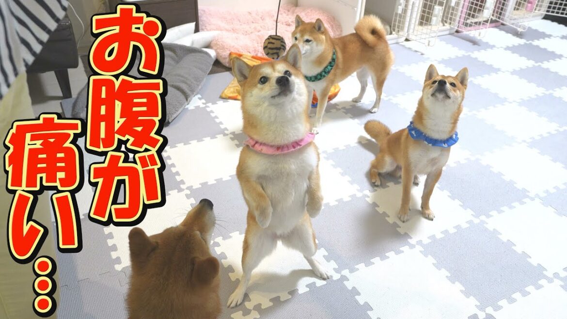 【神回】柴犬兄妹の想像を超えるお笑い行動に、涙が出るほど爆笑してしまいました・・・