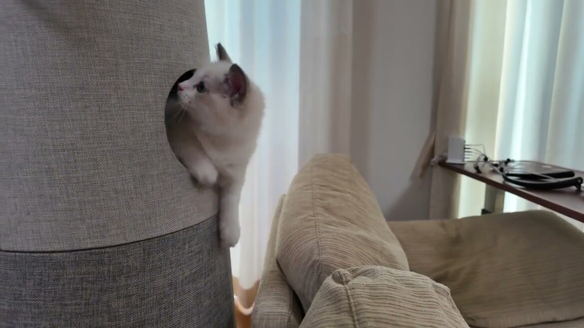 トイレもキャットタワーもマスターだニャ!　★★I’ve mastered both the bathroom and the cat tower, meow!★★