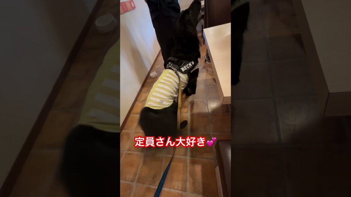 焼肉も嬉しい☺️　#フラットコーテッドレトリバー #フラットコーテッドレトリーバー #フラッティ #黒犬 #大型犬