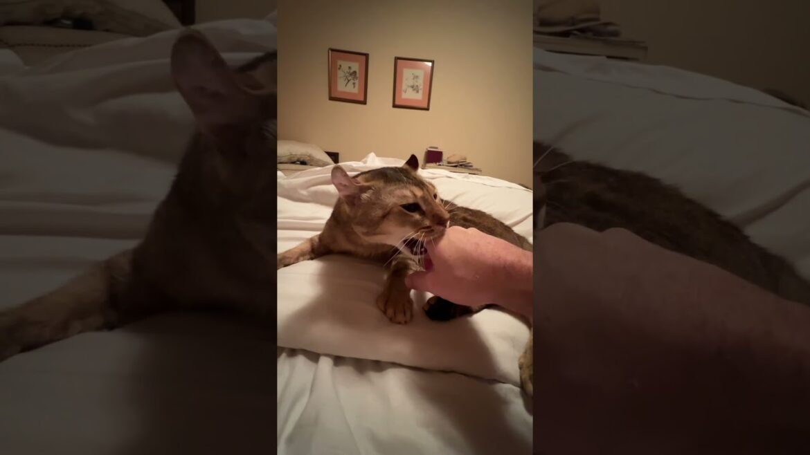 Teasing my cat. 😂 #shorts