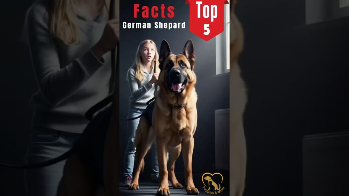 Top 5 Facts About German Shepherds You Should Know