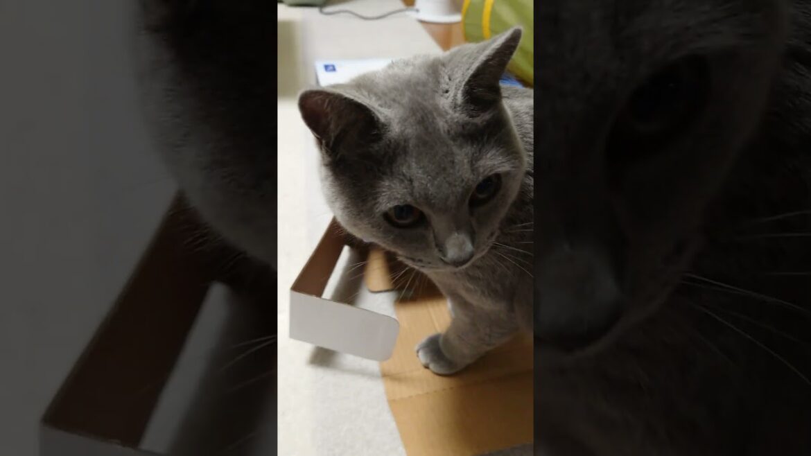 【猫動画】箱からこんにちはする猫 #shorts #猫 #ネコ #シャルトリュー #cat #ねこ #保護猫
