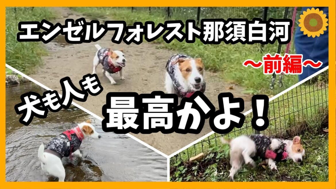 【前編】楽し過ぎる！住んでしまいたい！グランピングガーデンテラス！ジャックラッセルテリアのひまわり＆つばき【ひまチャンネル】