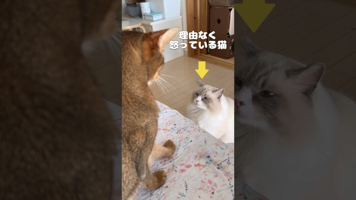 理由なく怒っている猫 #shorts #猫動画 #アビシニアン #サイベリアン #cat #まな猫