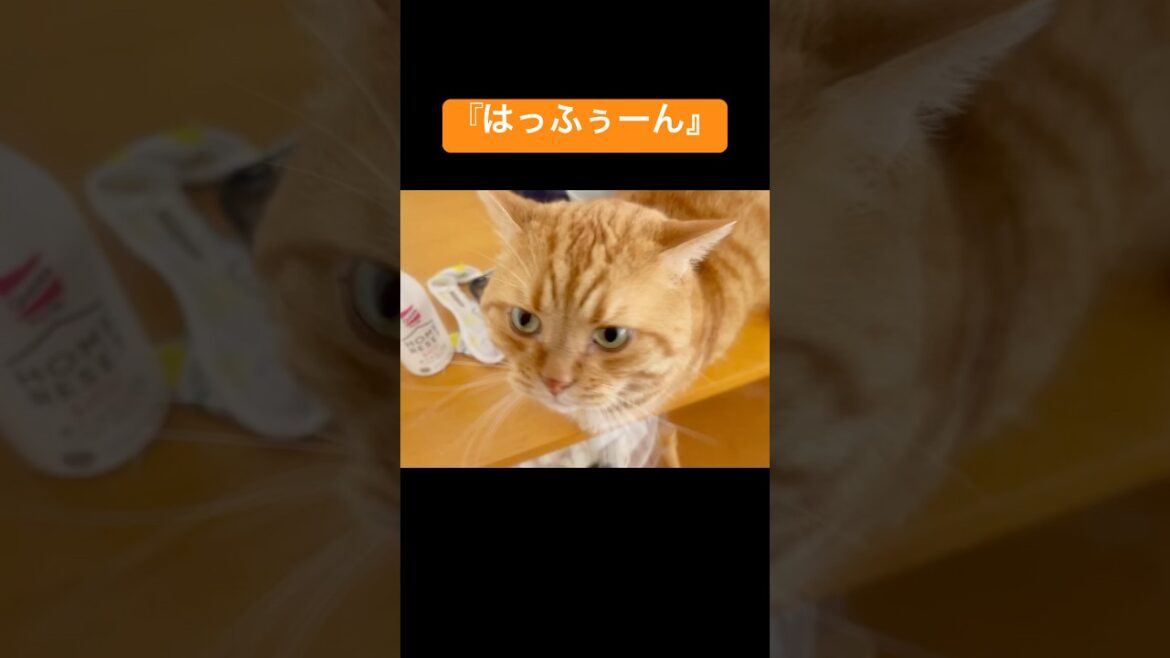 なんか喋った気がする猫 #猫の鳴き声 #マンチカン #shorts