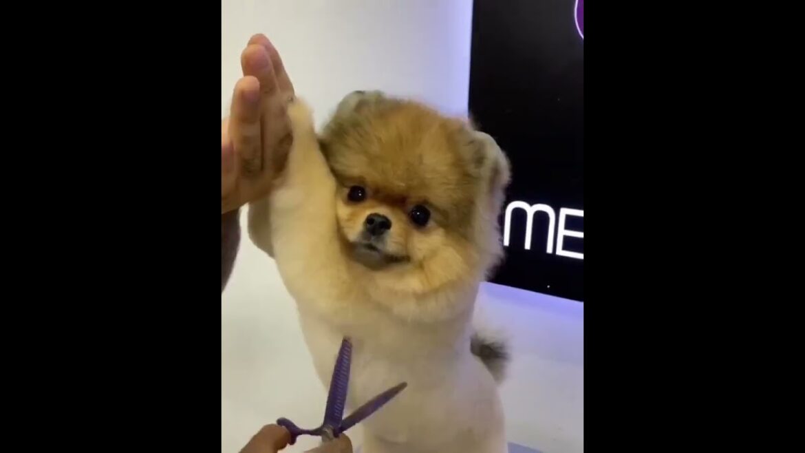 🐕