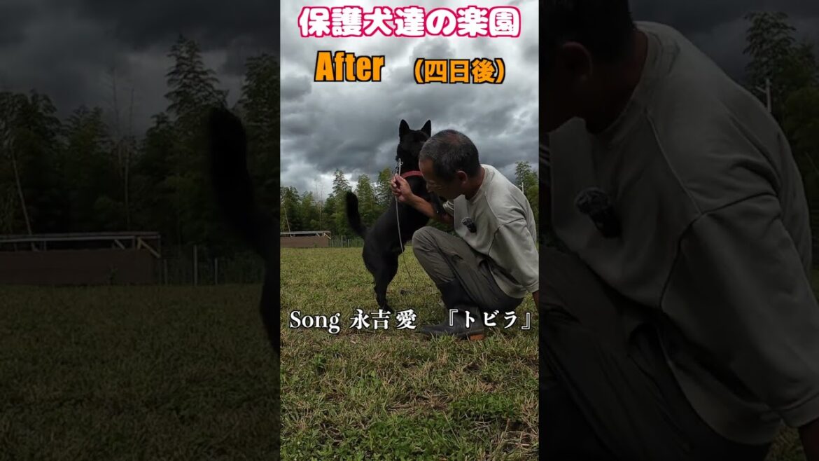 家族親戚を噛んでしまった甲斐犬の末路 #shorts #噛み犬 #甲斐犬