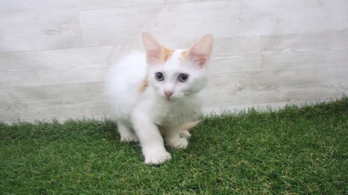 Coo&RIKU　No00693290 ターキッシュバン