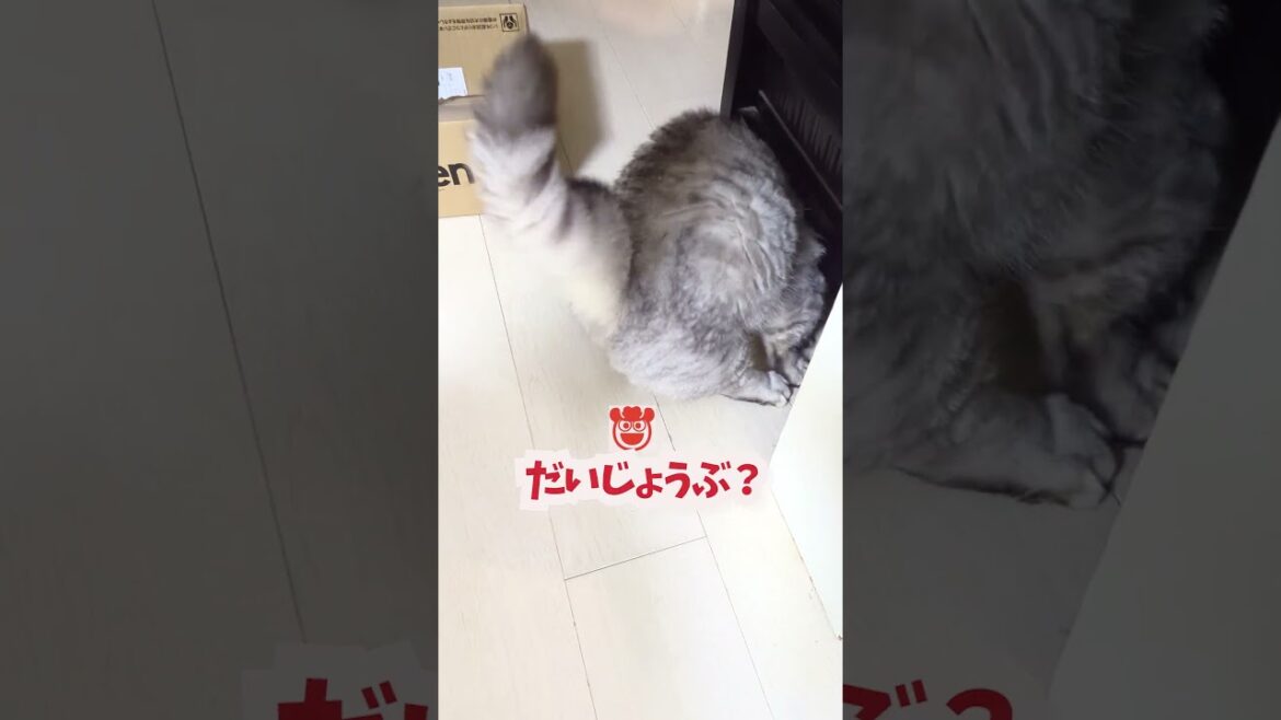 【ぽっちゃん家】ぽっちゃり猫の悲劇！　vol.66 #猫   #cat #animals #shorts