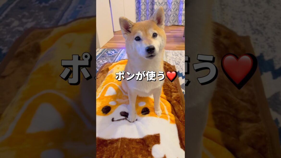 柴さんブランケットでご機嫌回復⁉️#柴犬 #shiba #shorts