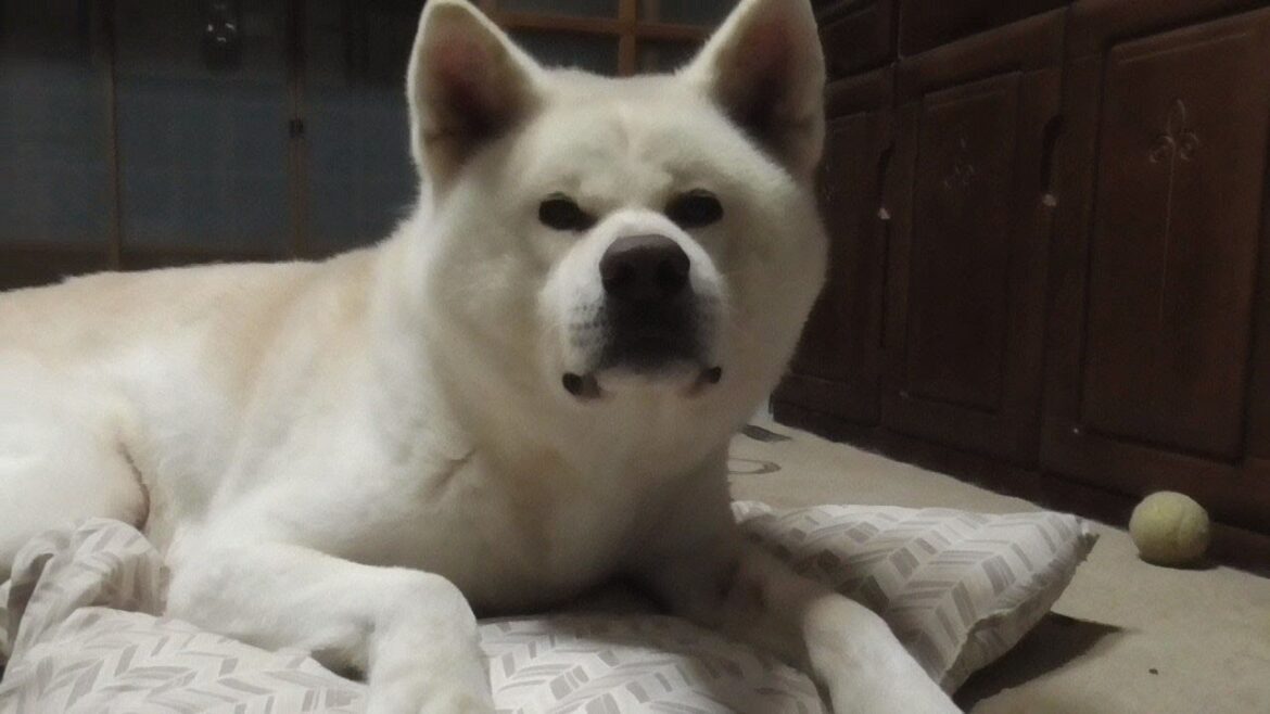 【秋田犬ゆうき】いたずらをしようと布団を引っ張り出したら意外と寝心地が良かったのでそのまま寝る【akita dog】