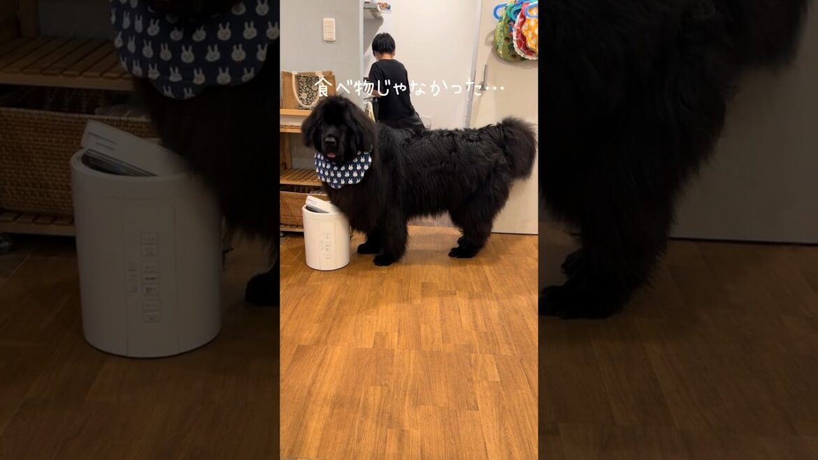 食べ物じゃないなら用はない🐻#ニューファンドランド #newfoundland