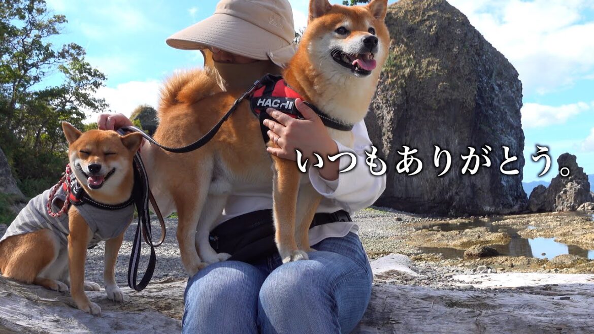柴犬に全力で恩返しをしたら可愛いすぎる現象が起きました。