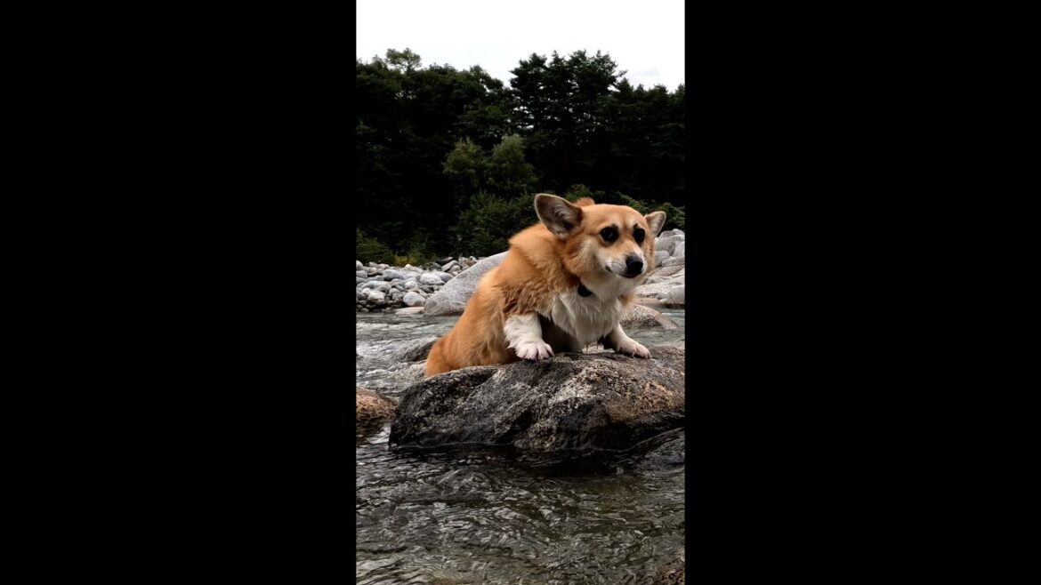 岩に這い上がったコーギー / The corgi managed to haul itself up onto the rock #shorts