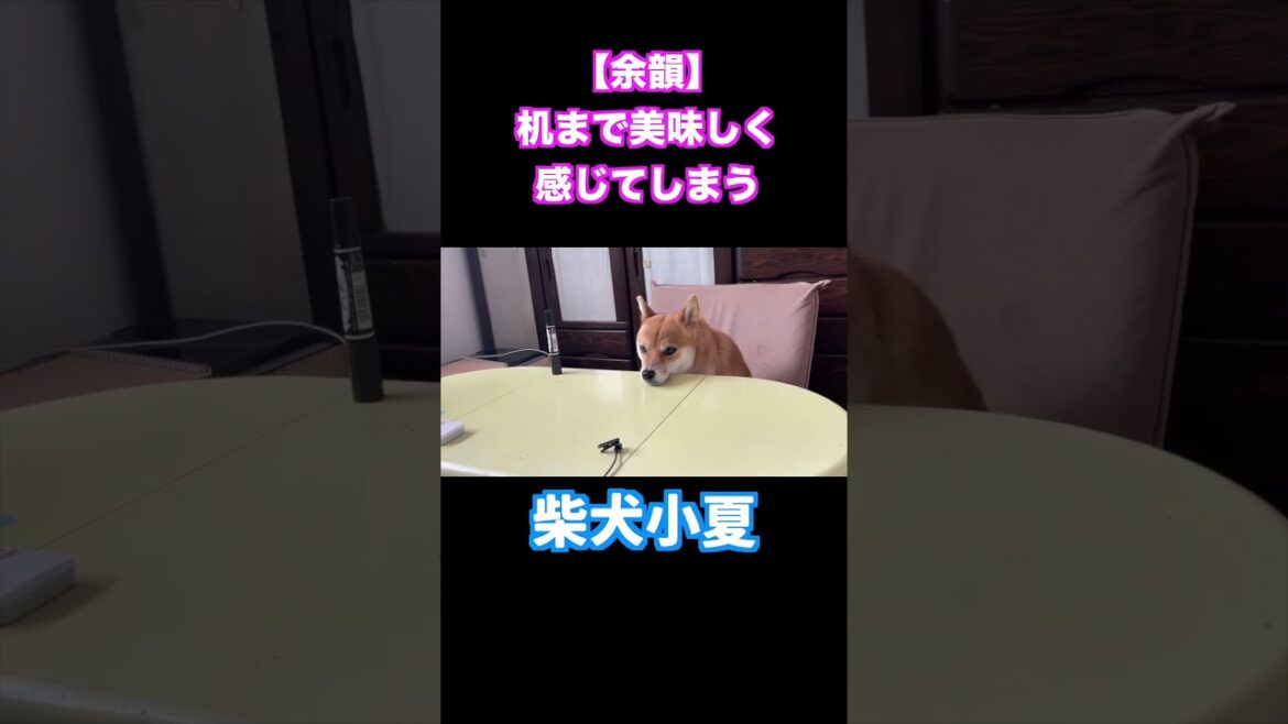 【余韻】机まで美味しく感じてしまう柴犬小夏 #shiba #神戸 #柴犬 #癒し