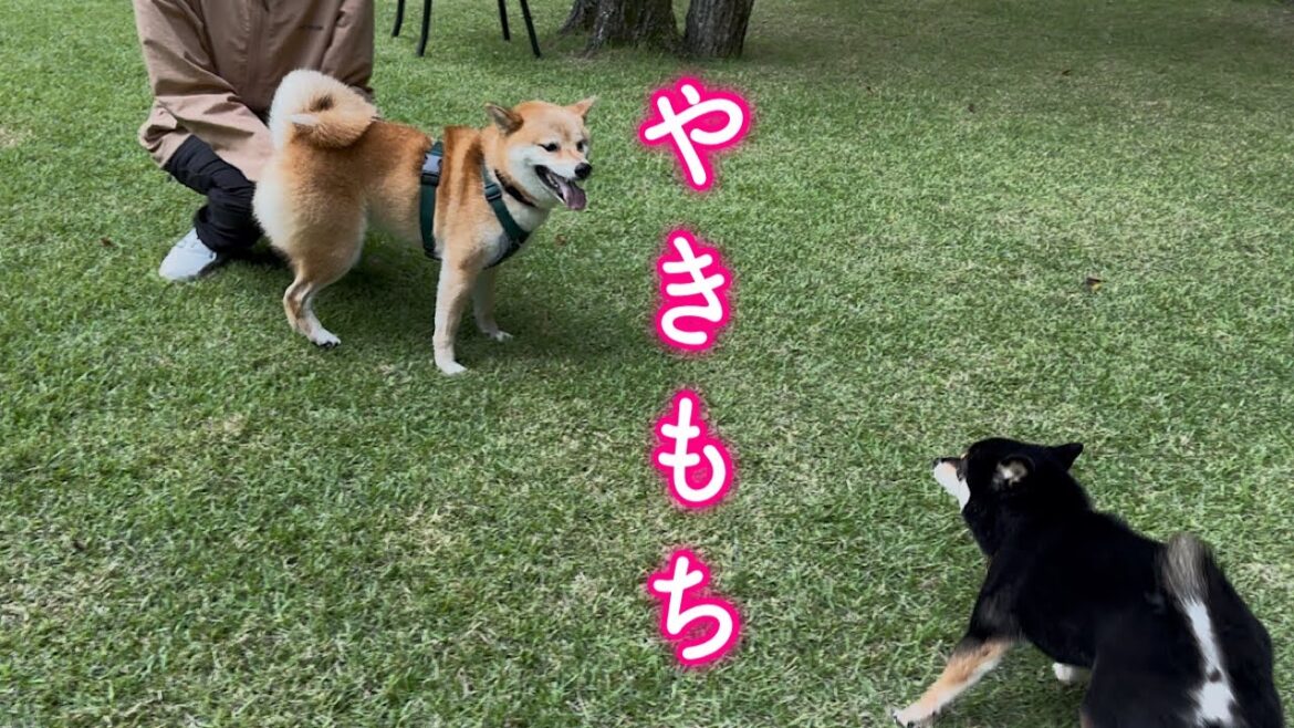 ママを友達に取られそうになると一目散に駆け寄る柴犬が可愛い ママを友達に取られそうになると一目散に駆け寄る柴犬が可愛い
