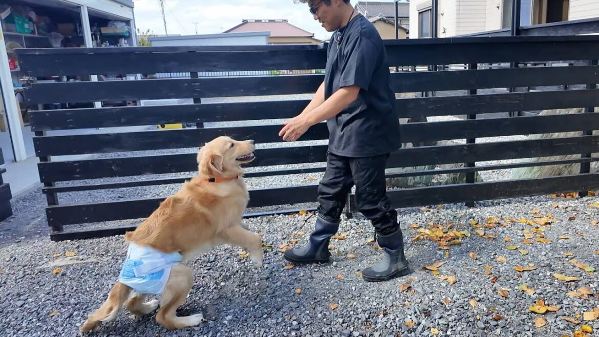 実はお散歩の度に足を洗ってはダメ。土足で暮らす大切さと思い。【Golden Retriever japan】