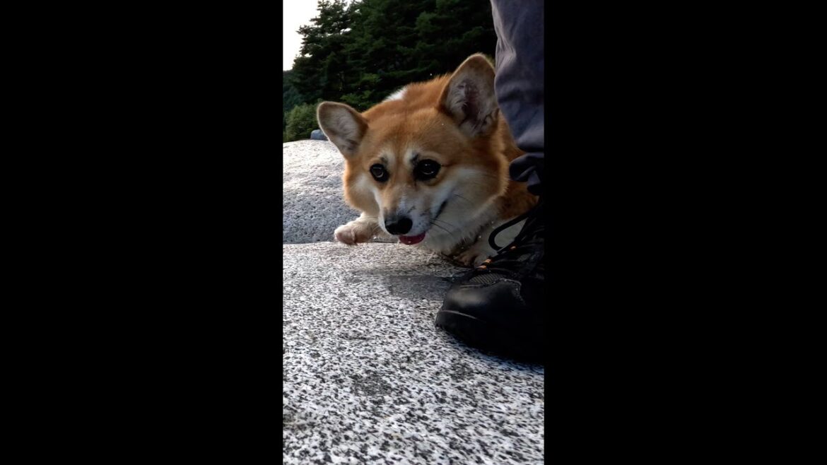 河原を巧みに歩くコーギー / A corgi skillfully walking on the riverbank #shorts