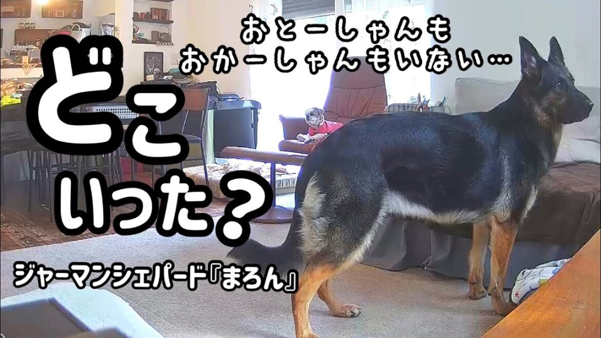 【ジャーマンシェパード】初めての長時間のお留守番、ペットカメラでのぞいてみたら。。。大丈夫かなぁ。。。