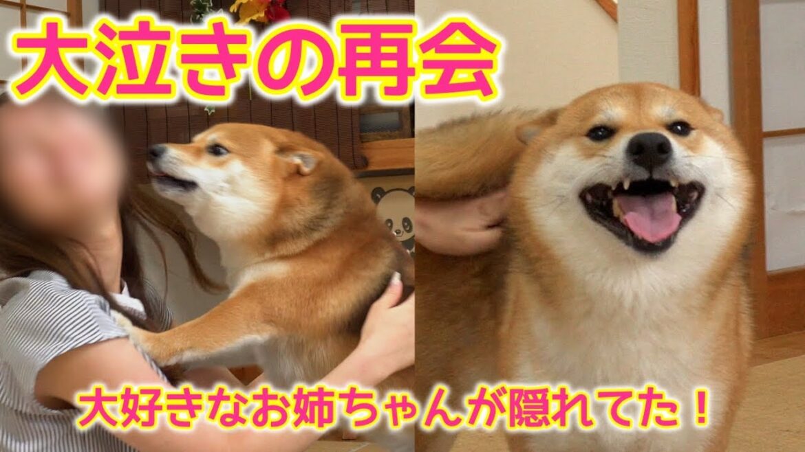 【再会】突然、大好きなお姉ちゃんがお部屋に隠れているのを発見し大泣きしてしまう柴犬てぃーだ #柴犬 #柴犬てぃーだ #shiba
