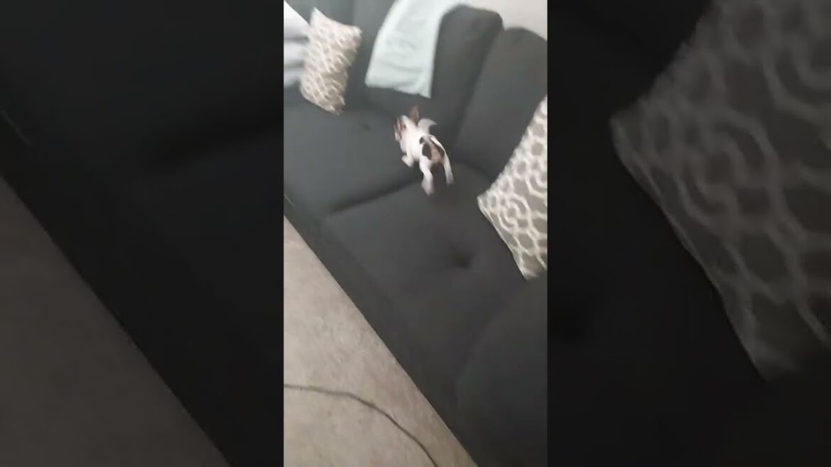 Fox Terrier (Smooth) Puppies