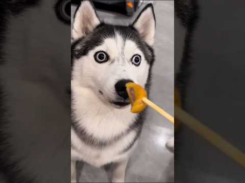 ハスキーさん見てニヤけたら勝ちwww #イヌ #動物 #癒し #ハスキー ハスキーさん見てニヤけたら勝ちwww #イヌ #動物 #癒し #ハスキー