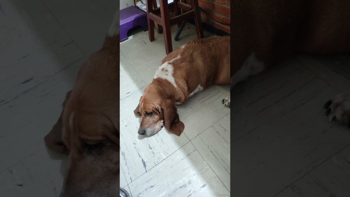 #shorts | El baúl de los recuerdos | El pachón | #bassethound #dog #doglover #perro #pets #mascotas