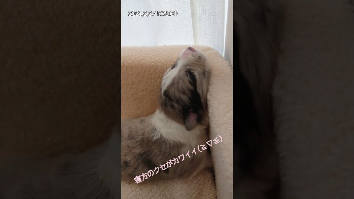 【ボーダーコリー】７パピーズ寝方のクセが可愛いんです♪　BorderCollie cute puppies　#shorts