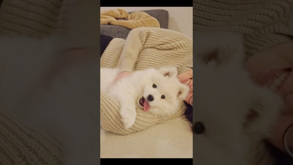 子犬の頃から甘えん坊なサモエドがかわいい　#samoyed #サモエド