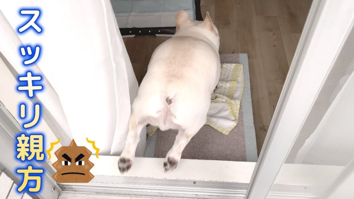 スッキリしたことをママに報告したいぽーちゃん【フレンチブルドッグ frenchbulldog】
