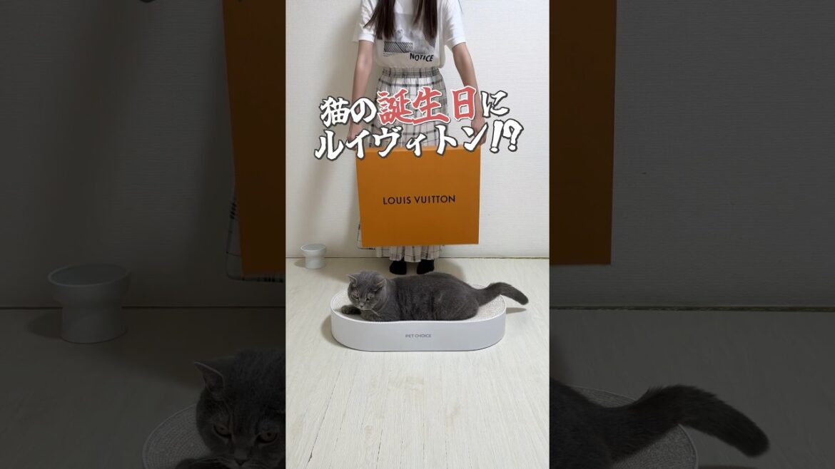 #cat #猫 #ねこ #猫動画 #ブリティッシュショートヘア #かわいい猫