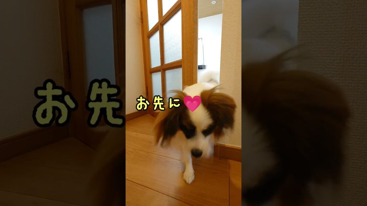 待てない犬、待てる犬 #パピヨン犬 #犬の散歩 #可愛い犬