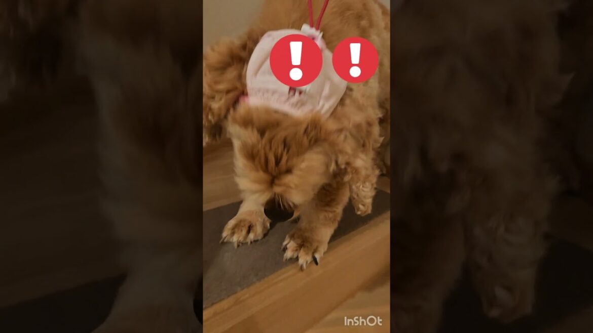 ボクカワイイデショ？ #shorts #アメリカンコッカースパニエル #アメコカ