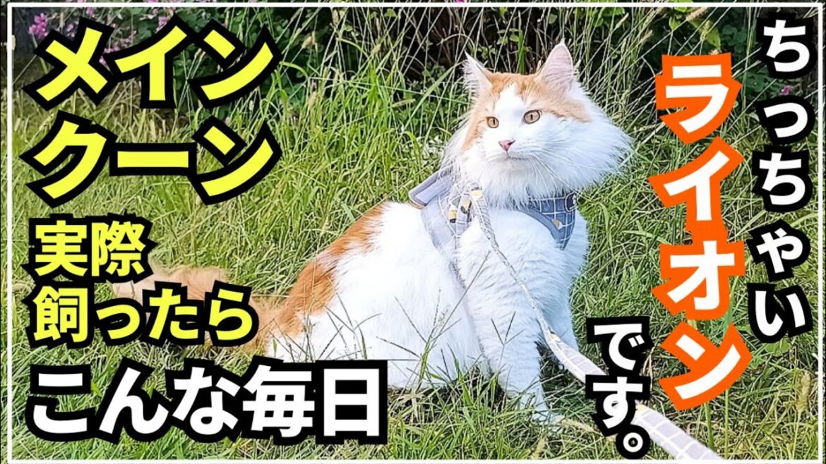 ライオンみたいな猫【大型猫メインクーン】