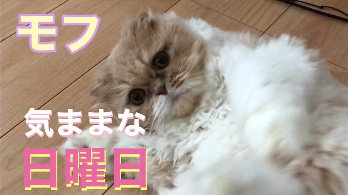 『猫動画』モフ(スコティッシュフォールド)の休日の過ごし方