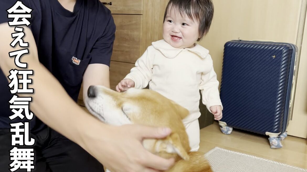 パパが大好きな柴犬と１歳児が見せる熱烈歓迎が凄すぎる