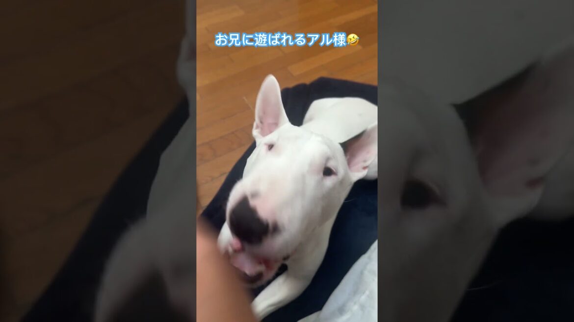 お兄に遊ばれるアル様🤣 #ブルテリア #bullterrier #dog #かわいい #ペット #ミニチュアブルテリア #犬のいる暮らし #癒し #vlog #犬