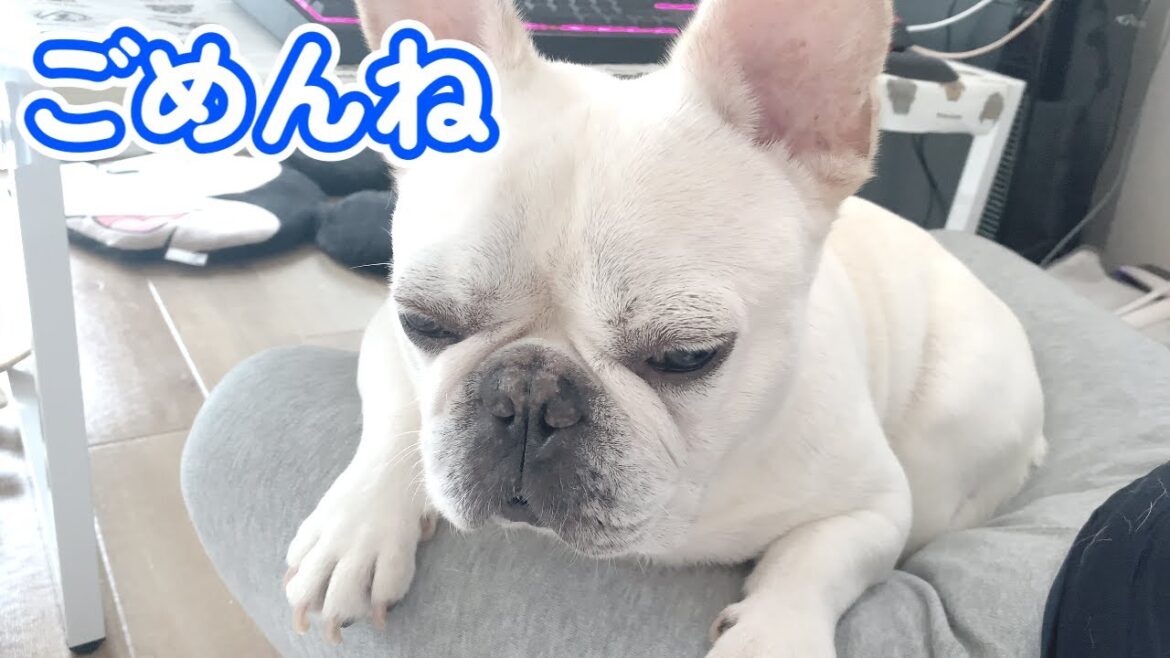 玄関に忘れ物しちゃった犬【フレンチブルドッグ frenchbulldog】